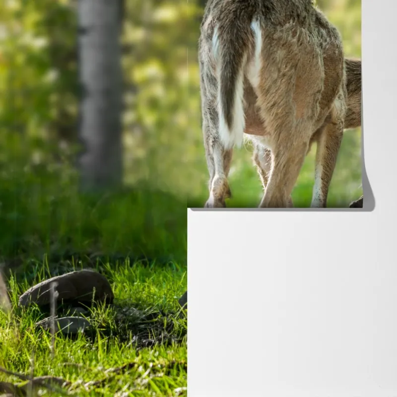 Fototapeta jeleń z cielakiem w zielonym lesie – Wallissimo® Fototapeta jeleń z cielakiem w zielonym lesie – Wallissimo®