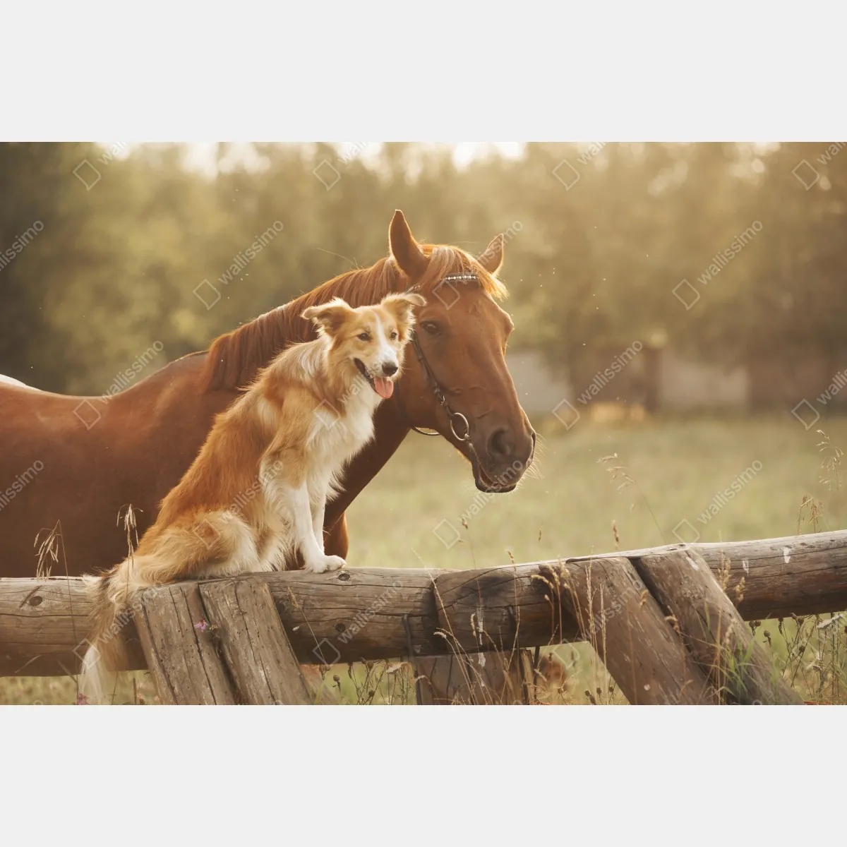 Fototapeta słoneczni towarzysze: pies i koń – Wallissimo® Fototapeta słoneczni towarzysze: pies i koń – Wallissimo®