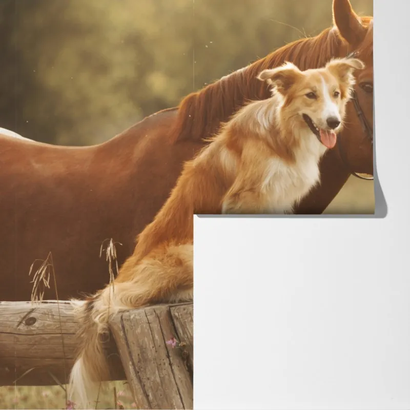 Fototapeta słoneczni towarzysze: pies i koń – Wallissimo® Fototapeta słoneczni towarzysze: pies i koń – Wallissimo®