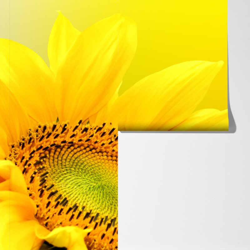 Fototapeta żywy słonecznik z bliska na żółtym tle – Wallissimo® Fototapeta żywy słonecznik z bliska na żółtym tle – Wallissimo®