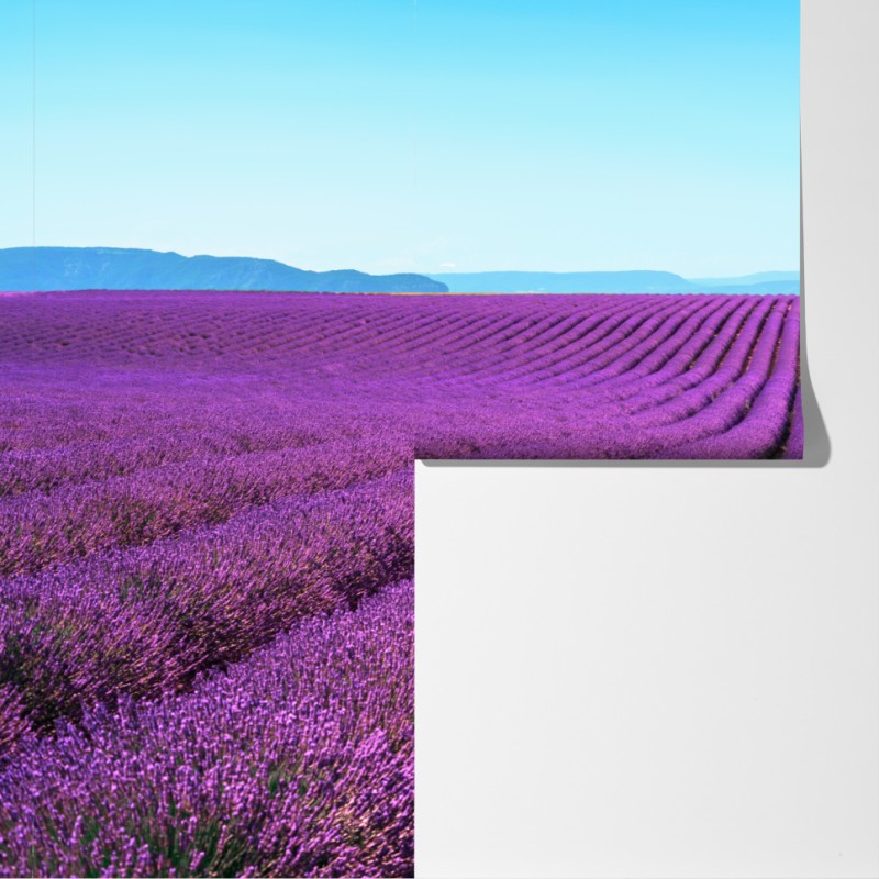 Fototapeta pola lawendy pod błękitnym niebem – Wallissimo® Fototapeta pola lawendy pod błękitnym niebem – Wallissimo®