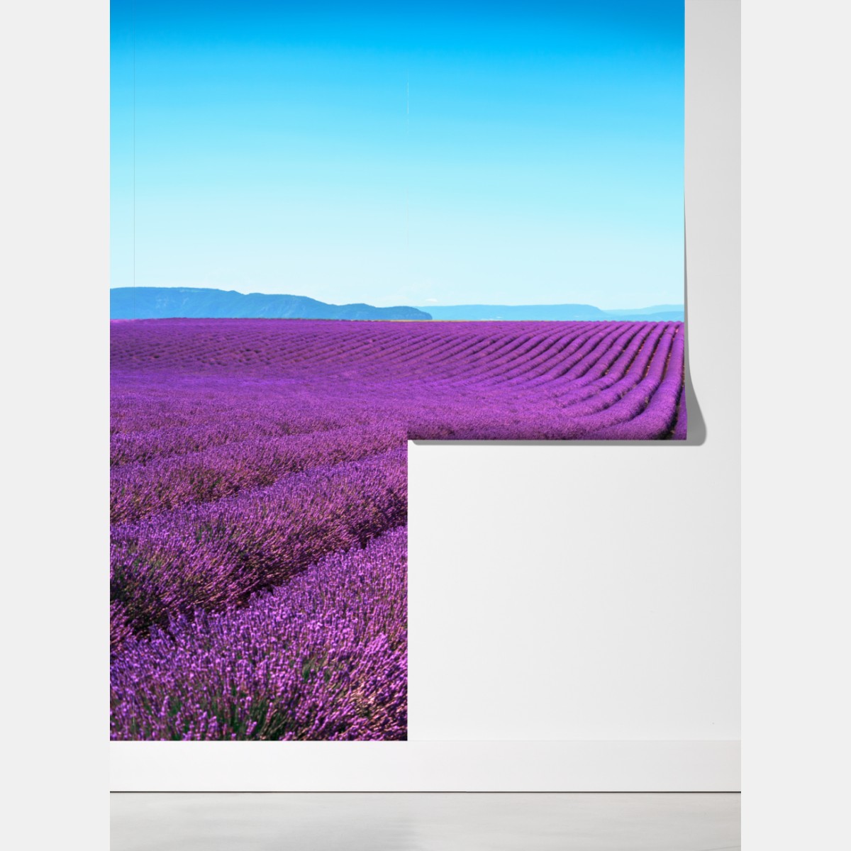 Fototapeta pola lawendy pod błękitnym niebem – Wallissimo® Fototapeta pola lawendy pod błękitnym niebem – Wallissimo®