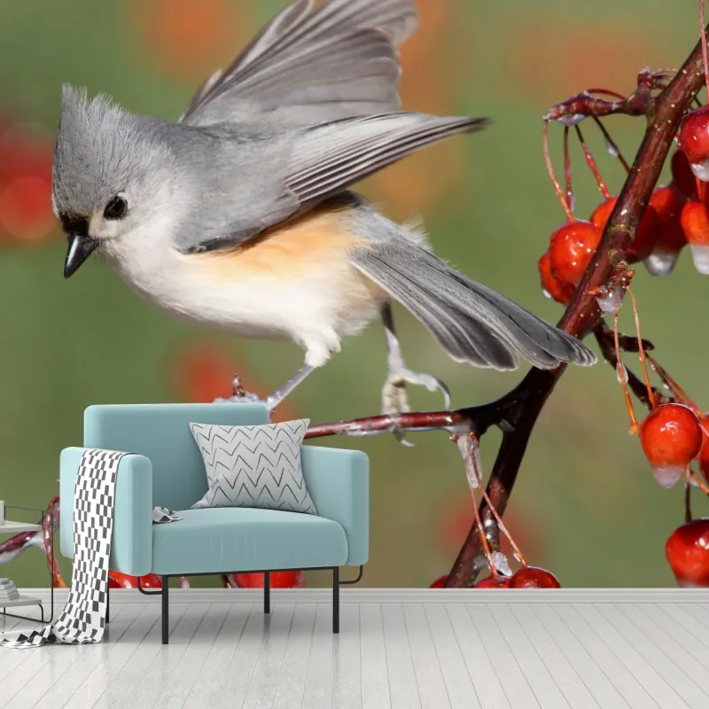 Fototapeta szary ptak na czerwonych jagodach