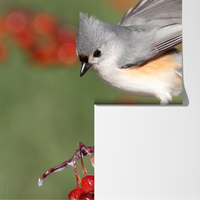 Fototapeta szary ptak na czerwonych jagodach – Wallissimo® Fototapeta szary ptak na czerwonych jagodach – Wallissimo®