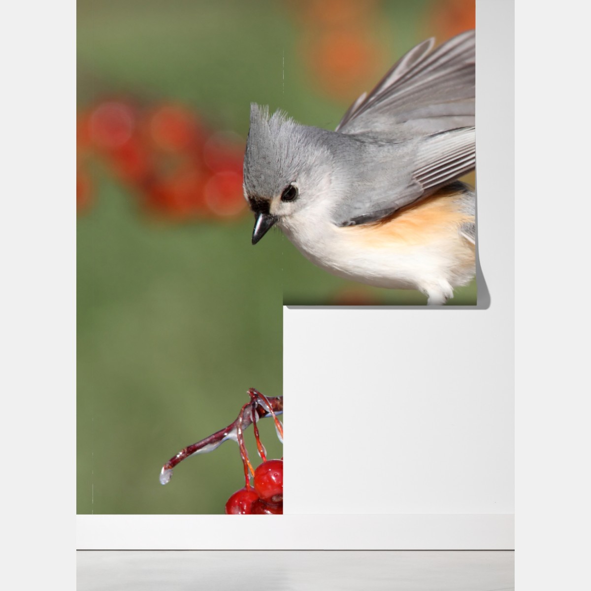 Fototapeta szary ptak na czerwonych jagodach – Wallissimo® Fototapeta szary ptak na czerwonych jagodach – Wallissimo®