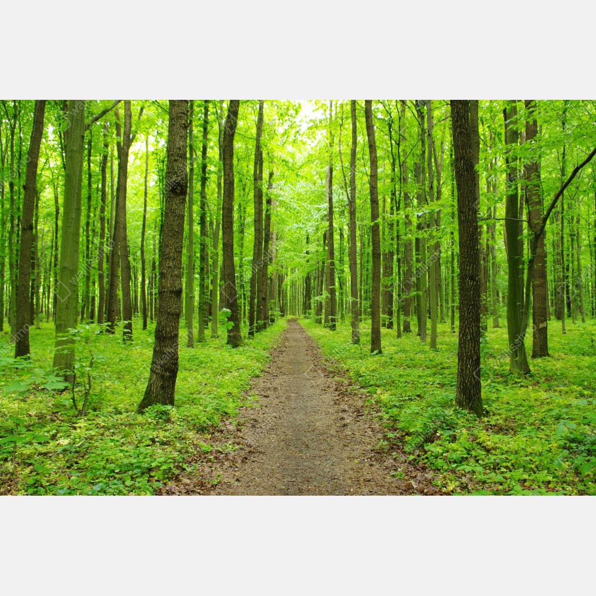 Fototapeta spokojna zielona ścieżka w lesie – Wallissimo® Fototapeta spokojna zielona ścieżka w lesie – Wallissimo®