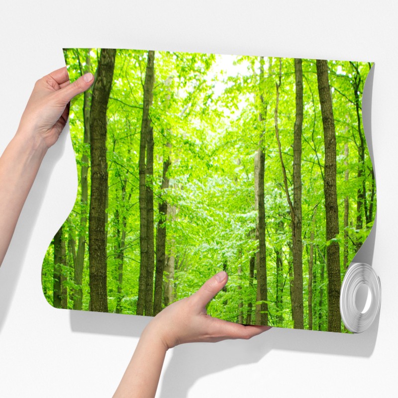 Fototapeta spokojna zielona ścieżka w lesie – Wallissimo® Fototapeta spokojna zielona ścieżka w lesie – Wallissimo®