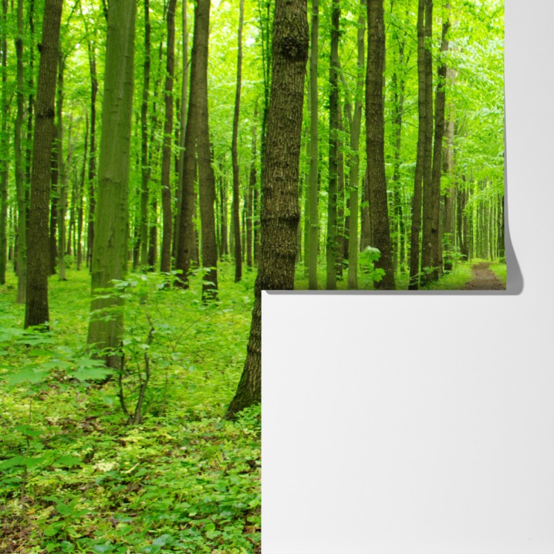 Fototapeta spokojna zielona ścieżka w lesie – Wallissimo® Fototapeta spokojna zielona ścieżka w lesie – Wallissimo®