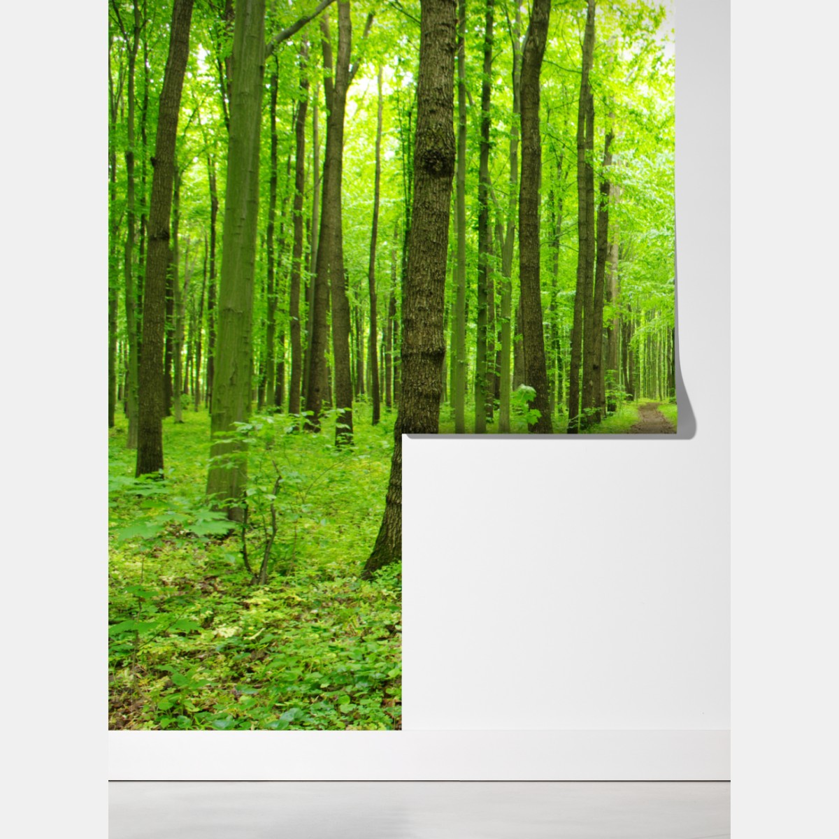 Fototapeta spokojna zielona ścieżka w lesie – Wallissimo® Fototapeta spokojna zielona ścieżka w lesie – Wallissimo®