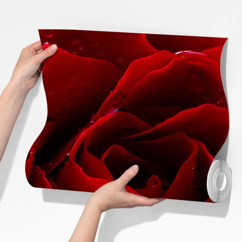 Fototapeta żywa czerwona róża - zbliżenie – Wallissimo® Fototapeta żywa czerwona róża - zbliżenie – Wallissimo®