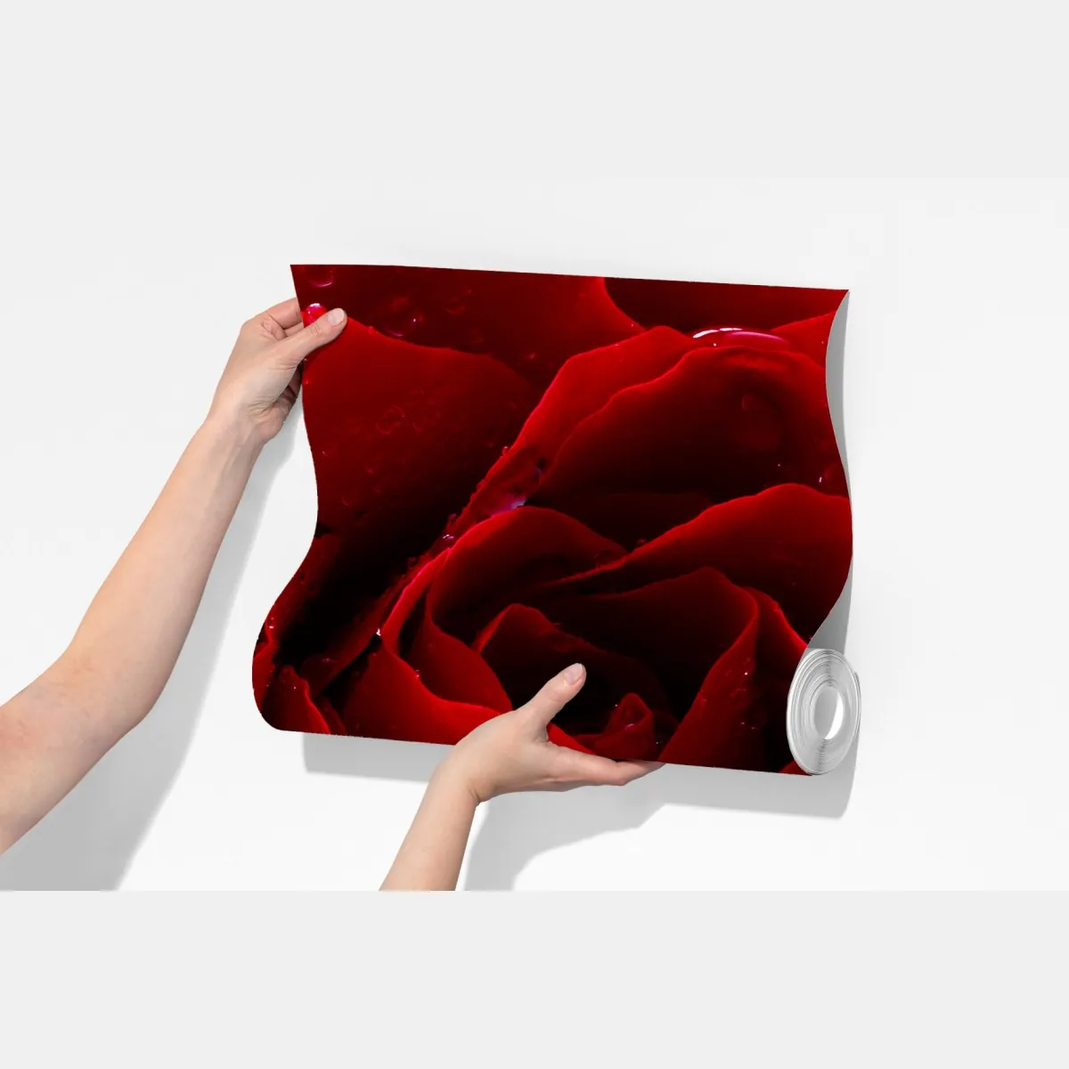 Fototapeta żywa czerwona róża - zbliżenie – Wallissimo® Fototapeta żywa czerwona róża - zbliżenie – Wallissimo®