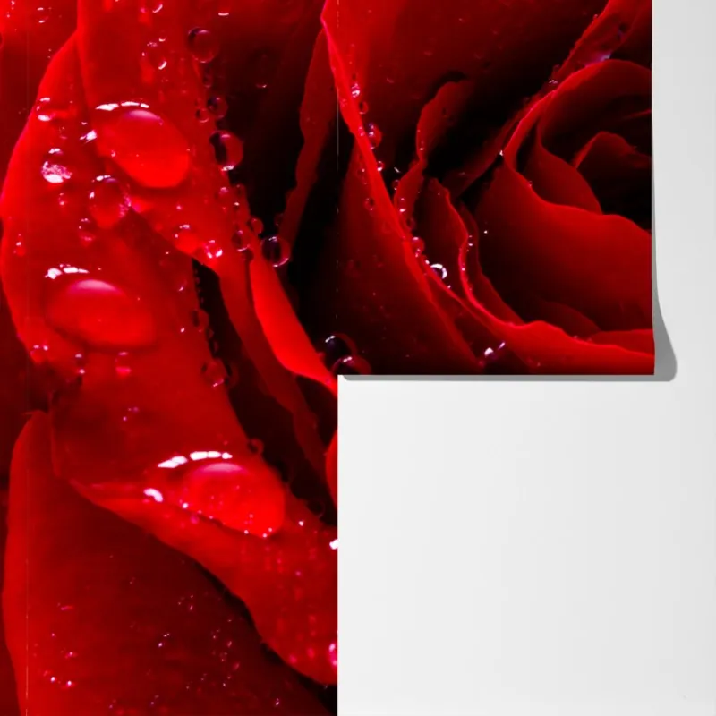 Fototapeta żywa czerwona róża - zbliżenie – Wallissimo® Fototapeta żywa czerwona róża - zbliżenie – Wallissimo®