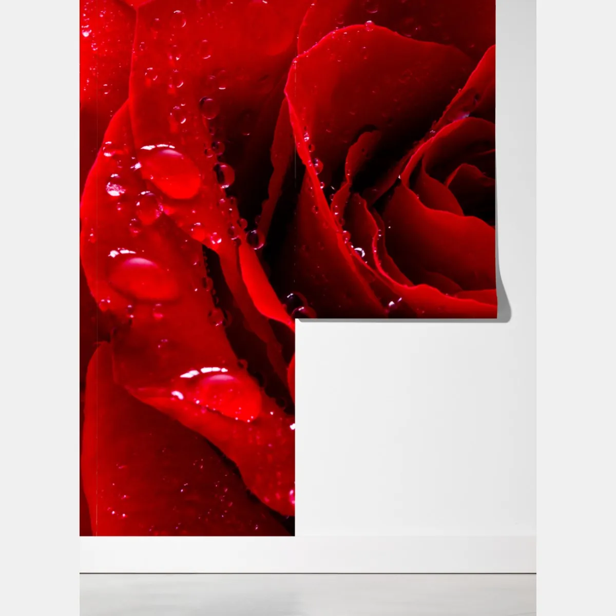 Fototapeta żywa czerwona róża - zbliżenie – Wallissimo® Fototapeta żywa czerwona róża - zbliżenie – Wallissimo®