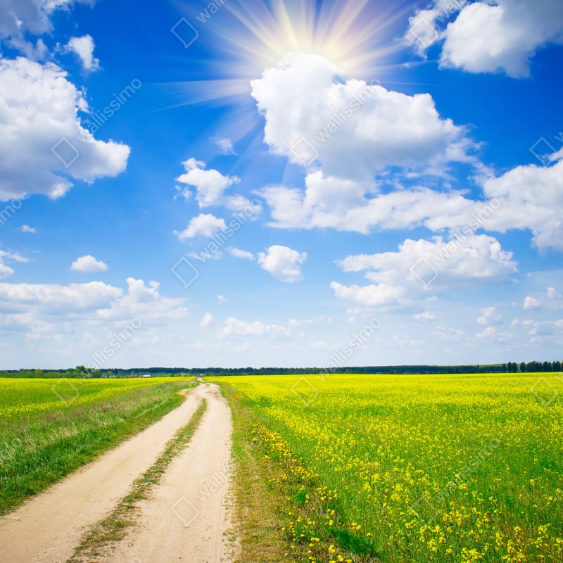 Fototapeta żółte pole rzepaku pod błękitnym niebem – Wallissimo® Fototapeta żółte pole rzepaku pod błękitnym niebem – Wallissimo®