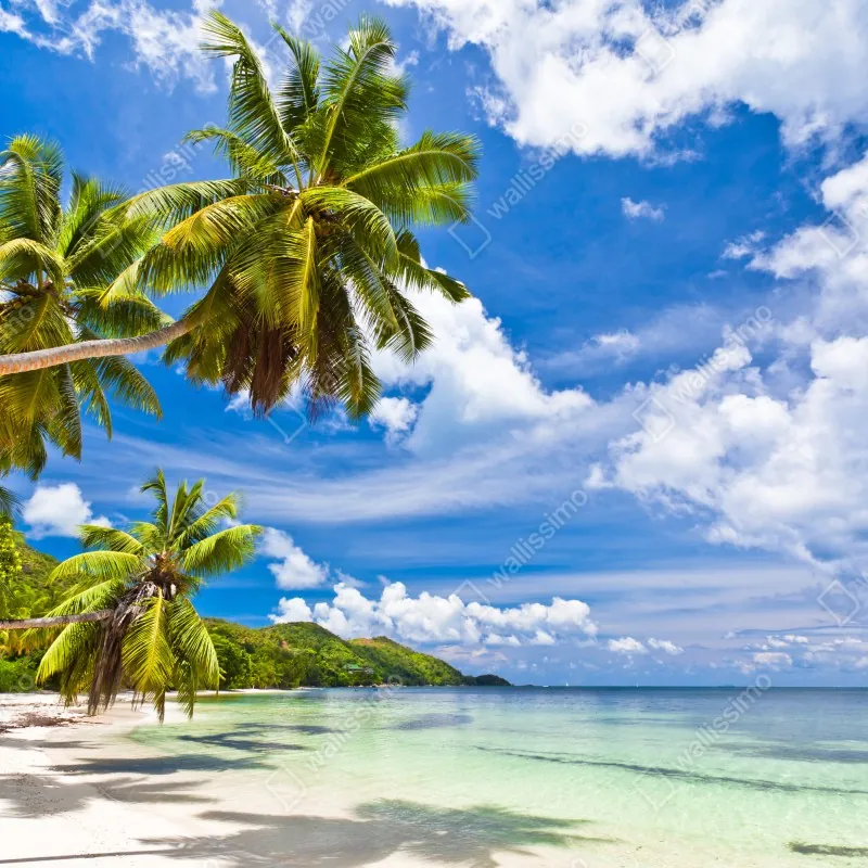 Fototapeta tropikalna plaża z palmami – Wallissimo® Fototapeta tropikalna plaża z palmami – Wallissimo®