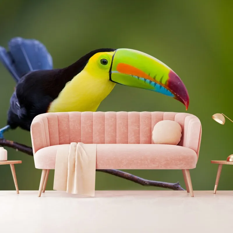 Fototapeta żywy portret tukana