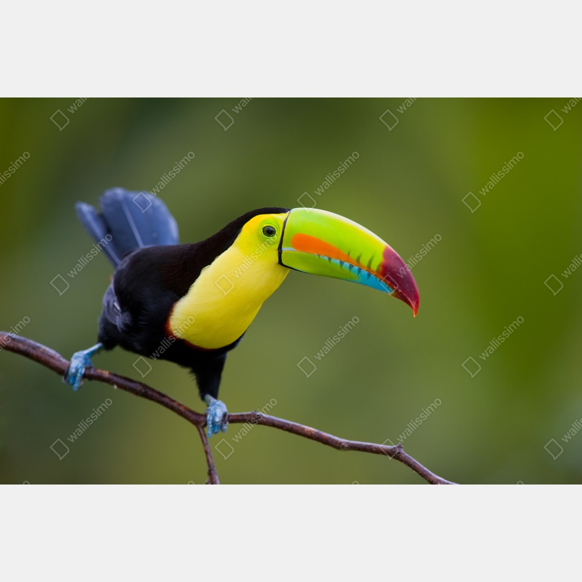 Fototapeta żywy portret tukana – Wallissimo® Fototapeta żywy portret tukana – Wallissimo®