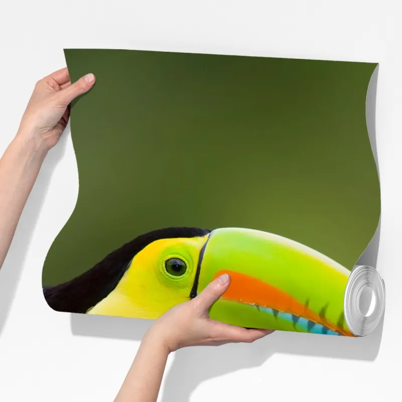 Fototapeta żywy portret tukana – Wallissimo® Fototapeta żywy portret tukana – Wallissimo®