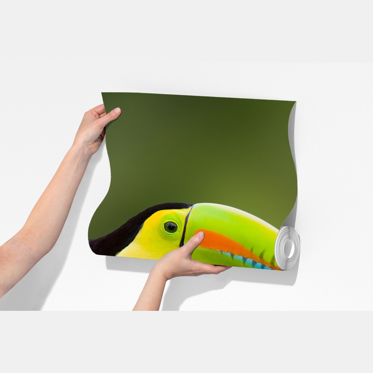 Fototapeta żywy portret tukana – Wallissimo® Fototapeta żywy portret tukana – Wallissimo®