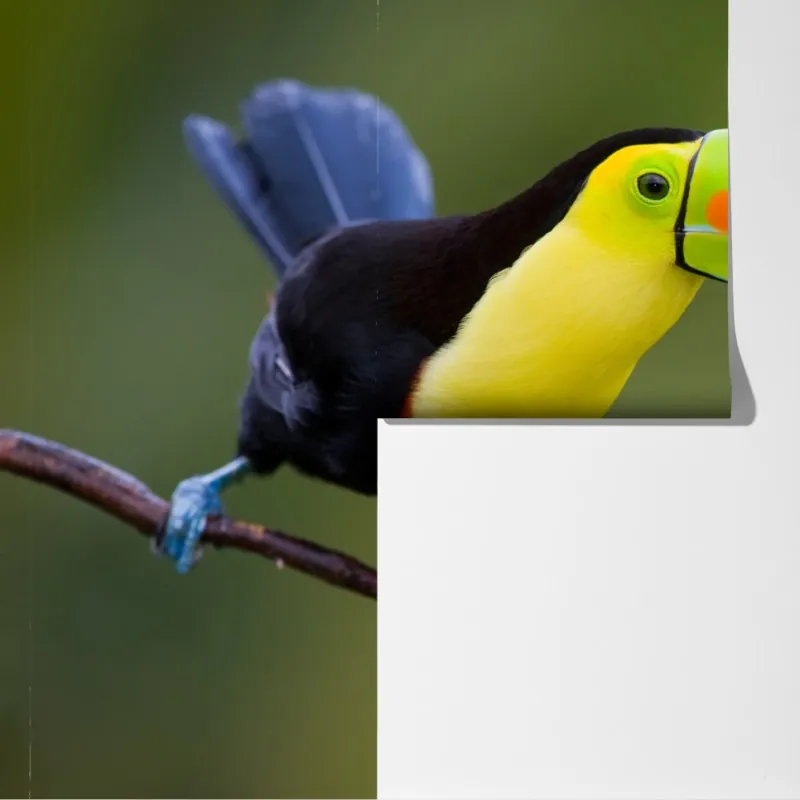 Fototapeta żywy portret tukana – Wallissimo® Fototapeta żywy portret tukana – Wallissimo®