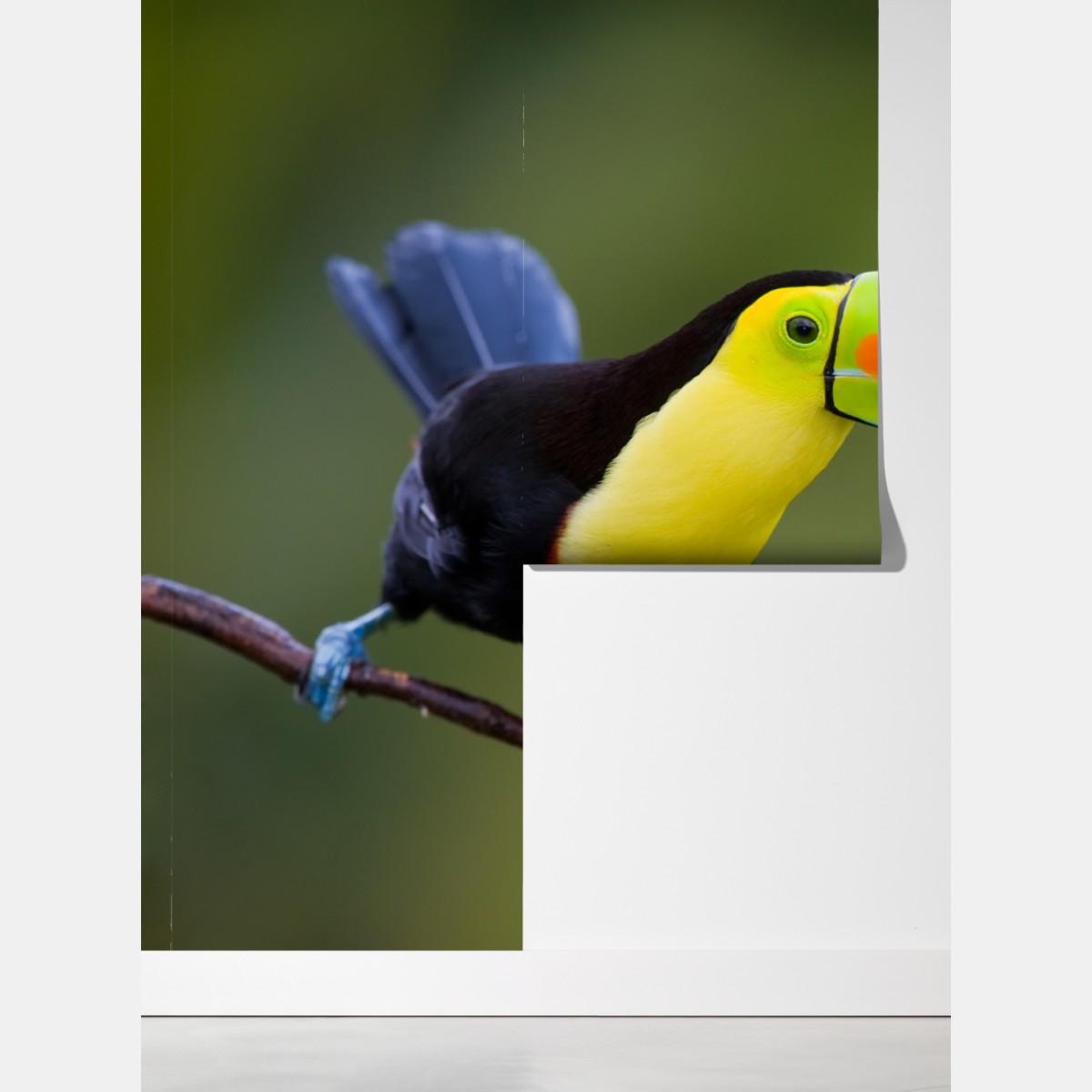 Fototapeta żywy portret tukana – Wallissimo® Fototapeta żywy portret tukana – Wallissimo®