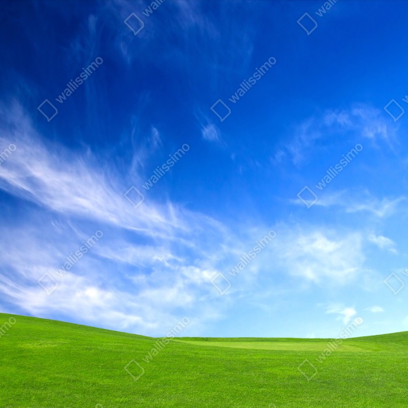 Fototapeta słoneczna zielona łąka pod niebieskim niebem – Wallissimo® Fototapeta słoneczna zielona łąka pod niebieskim niebem – Wallissimo®