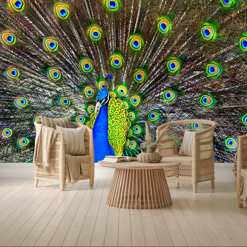 Fototapeta żywy wachlarz pawich piór