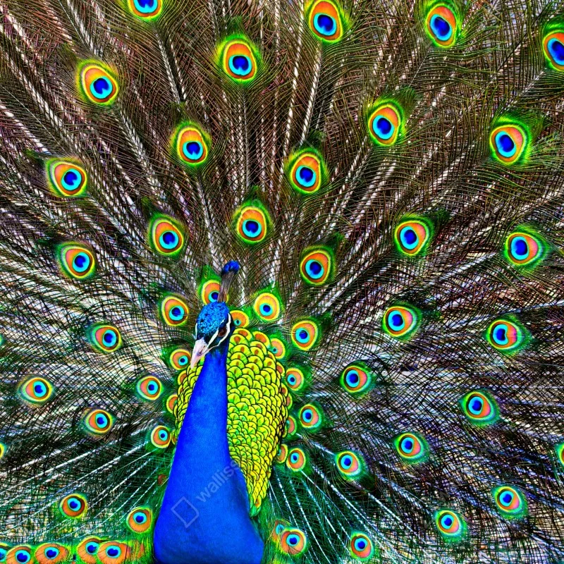 Fototapeta żywy wachlarz pawich piór – Wallissimo® Fototapeta żywy wachlarz pawich piór – Wallissimo®