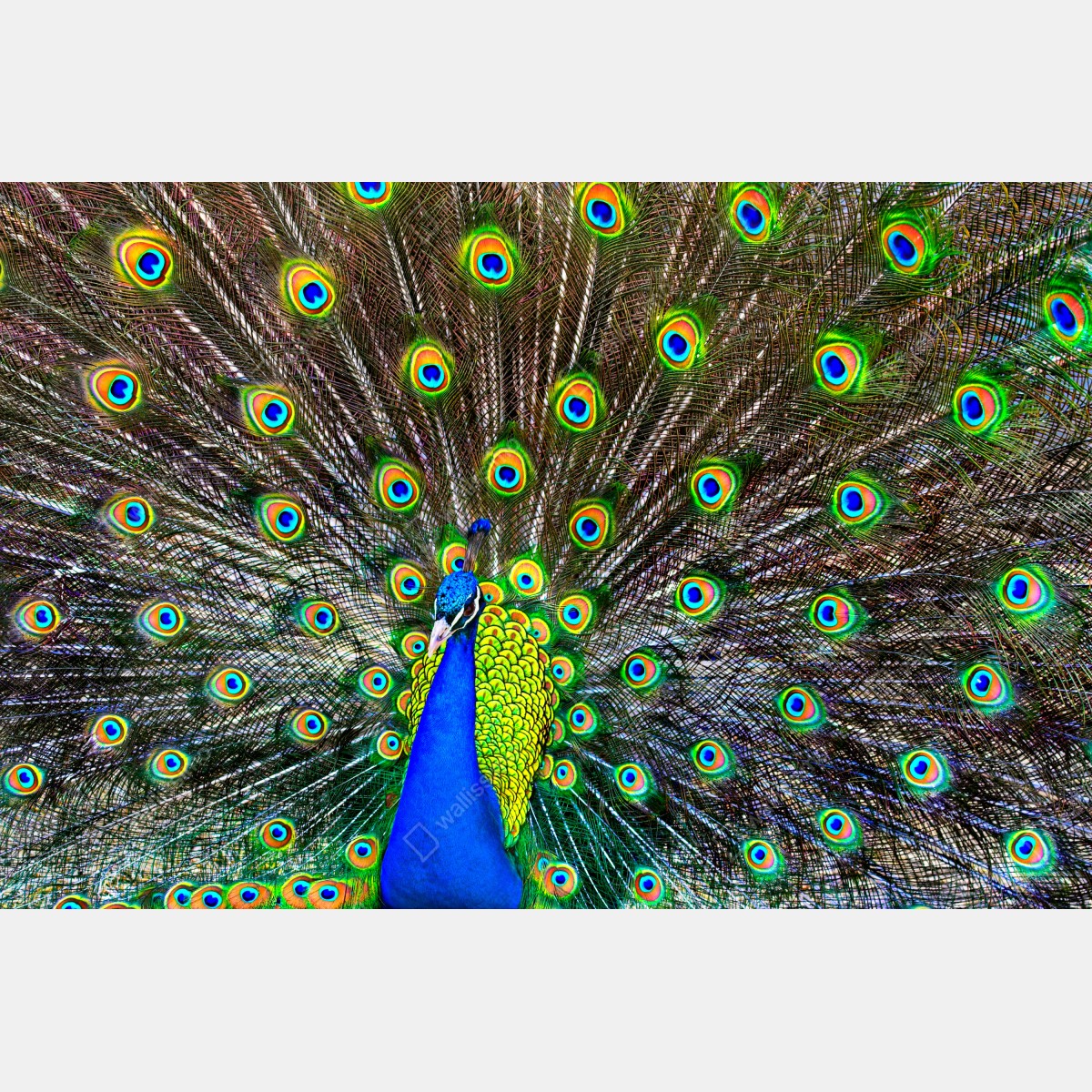 Fototapeta żywy wachlarz pawich piór – Wallissimo® Fototapeta żywy wachlarz pawich piór – Wallissimo®