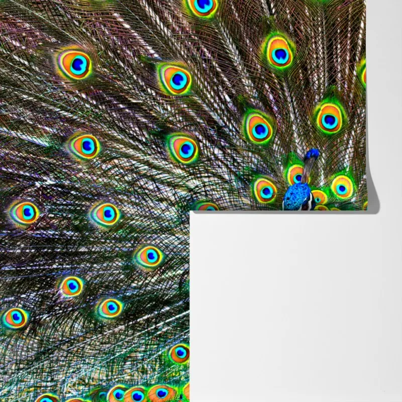 Fototapeta żywy wachlarz pawich piór – Wallissimo® Fototapeta żywy wachlarz pawich piór – Wallissimo®