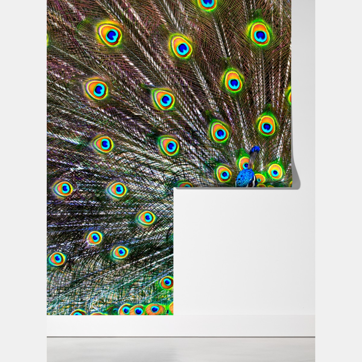 Fototapeta żywy wachlarz pawich piór – Wallissimo® Fototapeta żywy wachlarz pawich piór – Wallissimo®