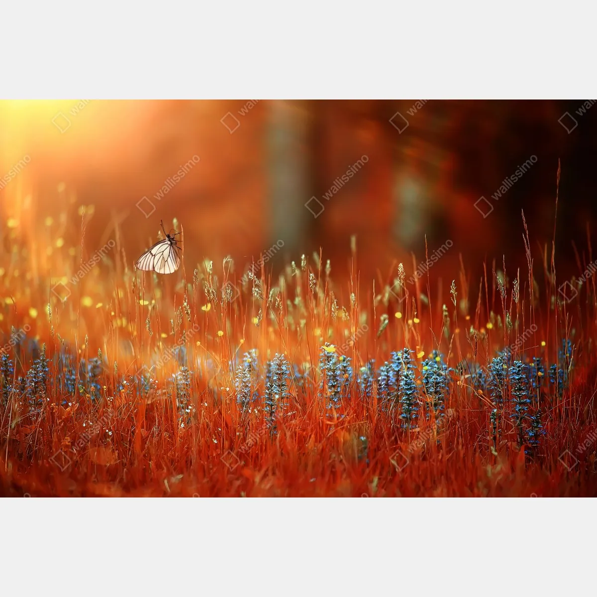 Fototapeta motyl na złotej łące – Wallissimo® Fototapeta motyl na złotej łące – Wallissimo®