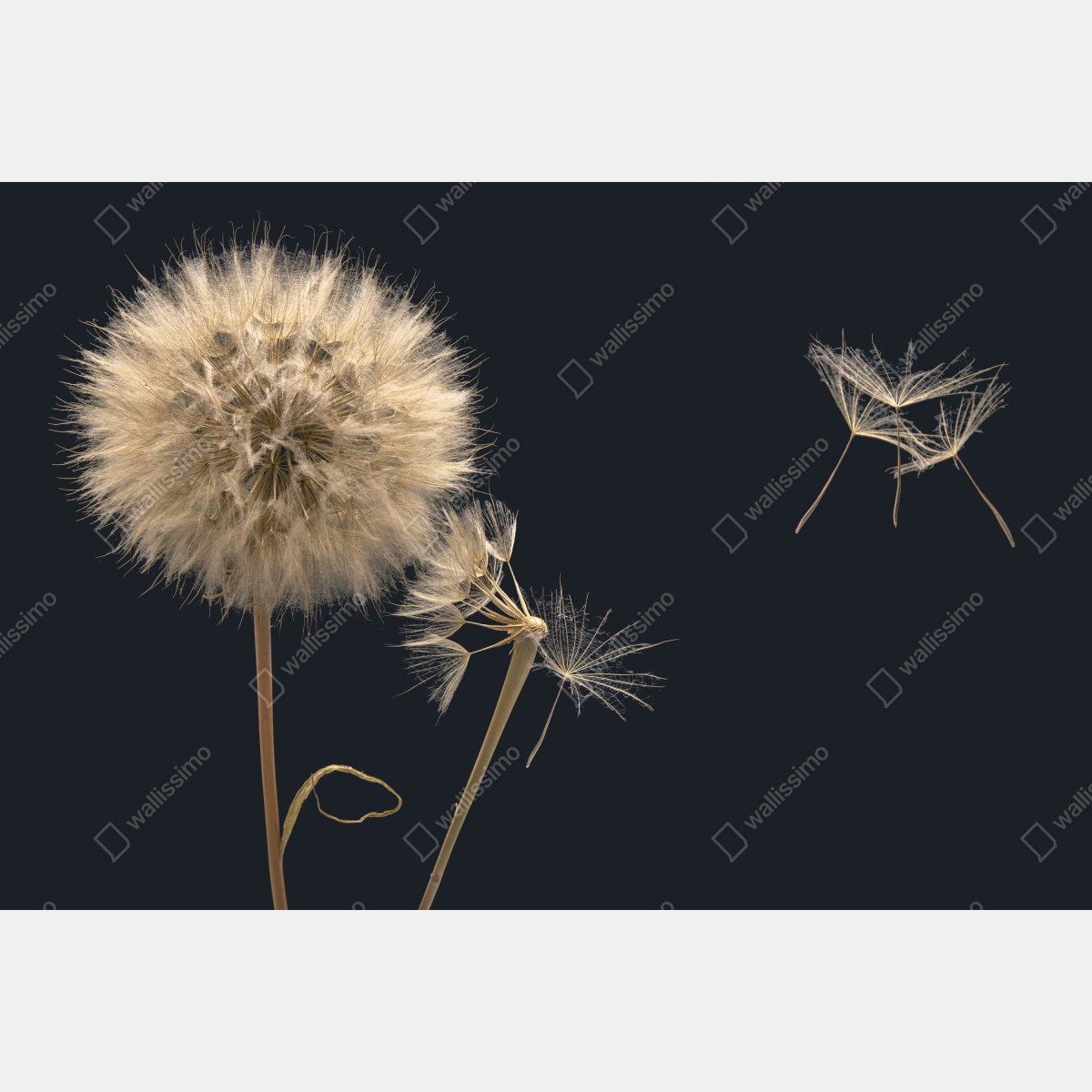 Fototapeta delikatny dmuchawiec na ciemnym tle – Wallissimo® Fototapeta delikatny dmuchawiec na ciemnym tle – Wallissimo®