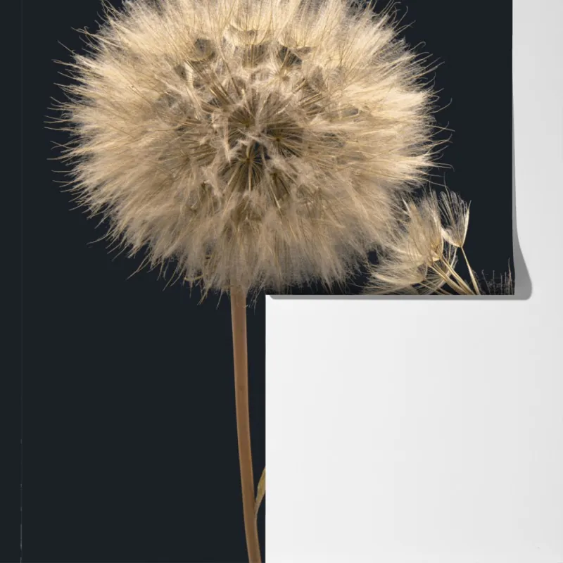 Fototapeta delikatny dmuchawiec na ciemnym tle – Wallissimo® Fototapeta delikatny dmuchawiec na ciemnym tle – Wallissimo®