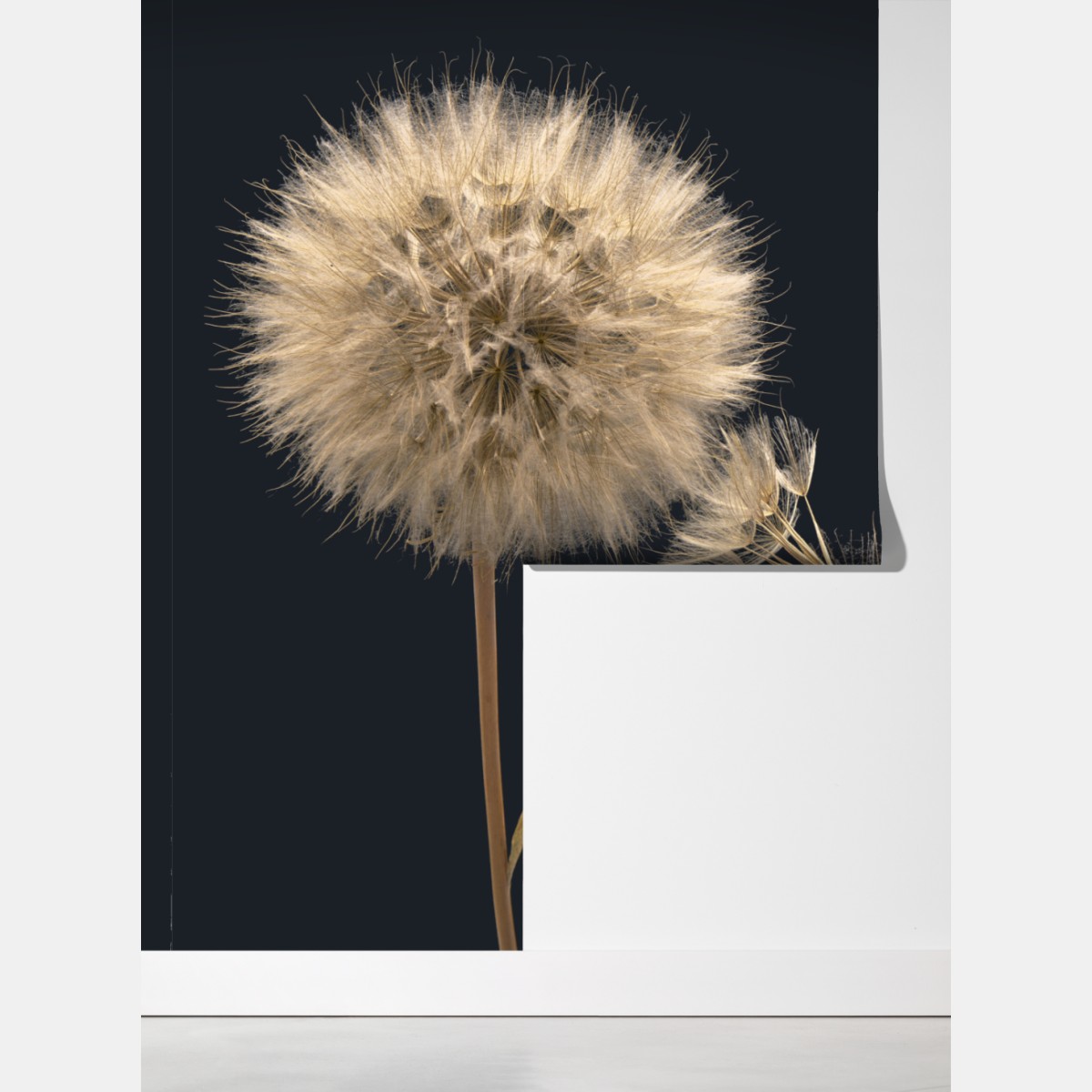 Fototapeta delikatny dmuchawiec na ciemnym tle – Wallissimo® Fototapeta delikatny dmuchawiec na ciemnym tle – Wallissimo®