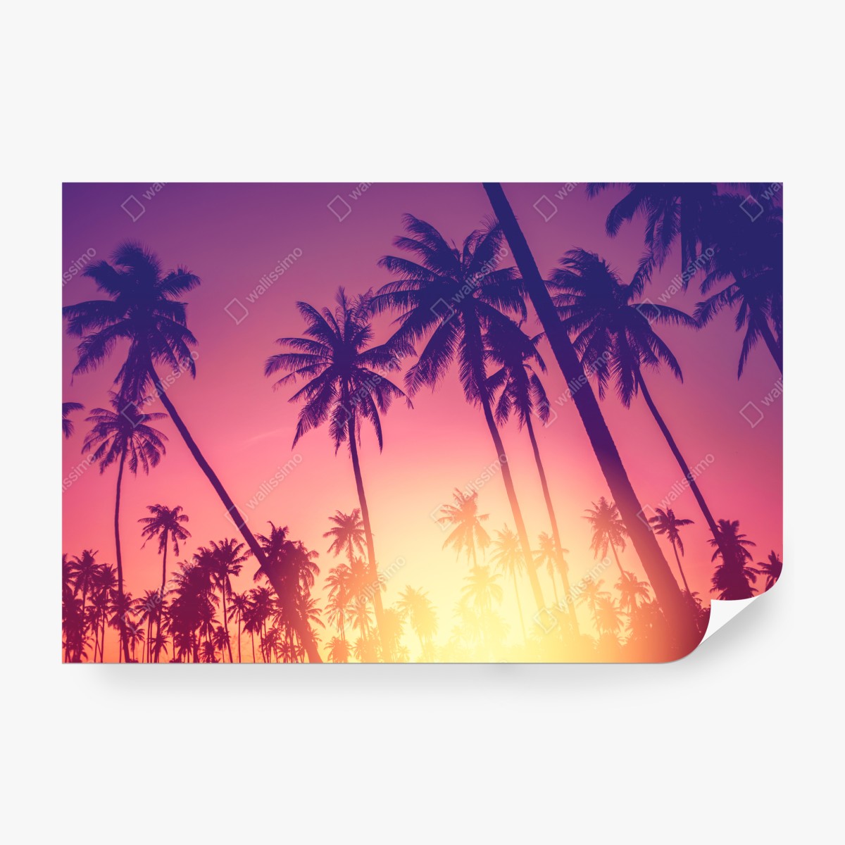 Fototapeta tropikalny zachód słońca z palmami – Wallissimo® Fototapeta tropikalny zachód słońca z palmami – Wallissimo®
