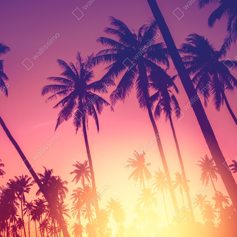 Fototapeta tropikalny zachód słońca z palmami – Wallissimo® Fototapeta tropikalny zachód słońca z palmami – Wallissimo®