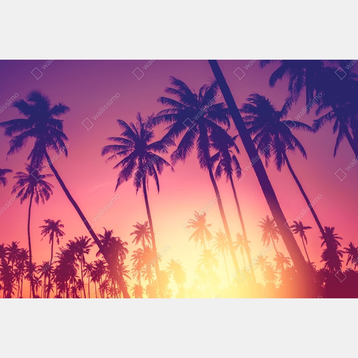 Fototapeta tropikalny zachód słońca z palmami – Wallissimo® Fototapeta tropikalny zachód słońca z palmami – Wallissimo®