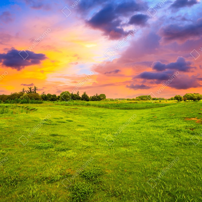 Fototapeta zachód słońca nad zieloną łąką – Wallissimo® Fototapeta zachód słońca nad zieloną łąką – Wallissimo®