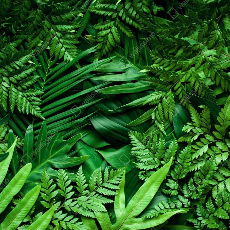 Fototapeta bujny zielony wzór liści – Wallissimo® Fototapeta bujny zielony wzór liści – Wallissimo®