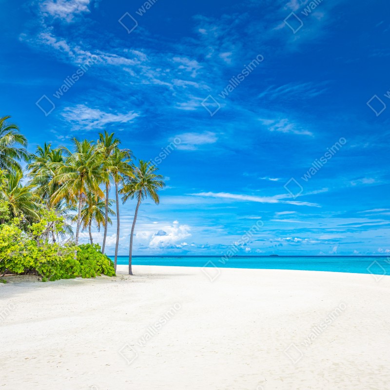 Fototapeta tropikalna plaża z palmami – Wallissimo® Fototapeta tropikalna plaża z palmami – Wallissimo®