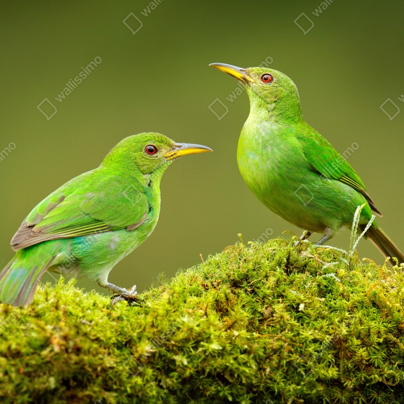 Fototapeta intensywne zielone miodojady na mchu – Wallissimo® Fototapeta intensywne zielone miodojady na mchu – Wallissimo®