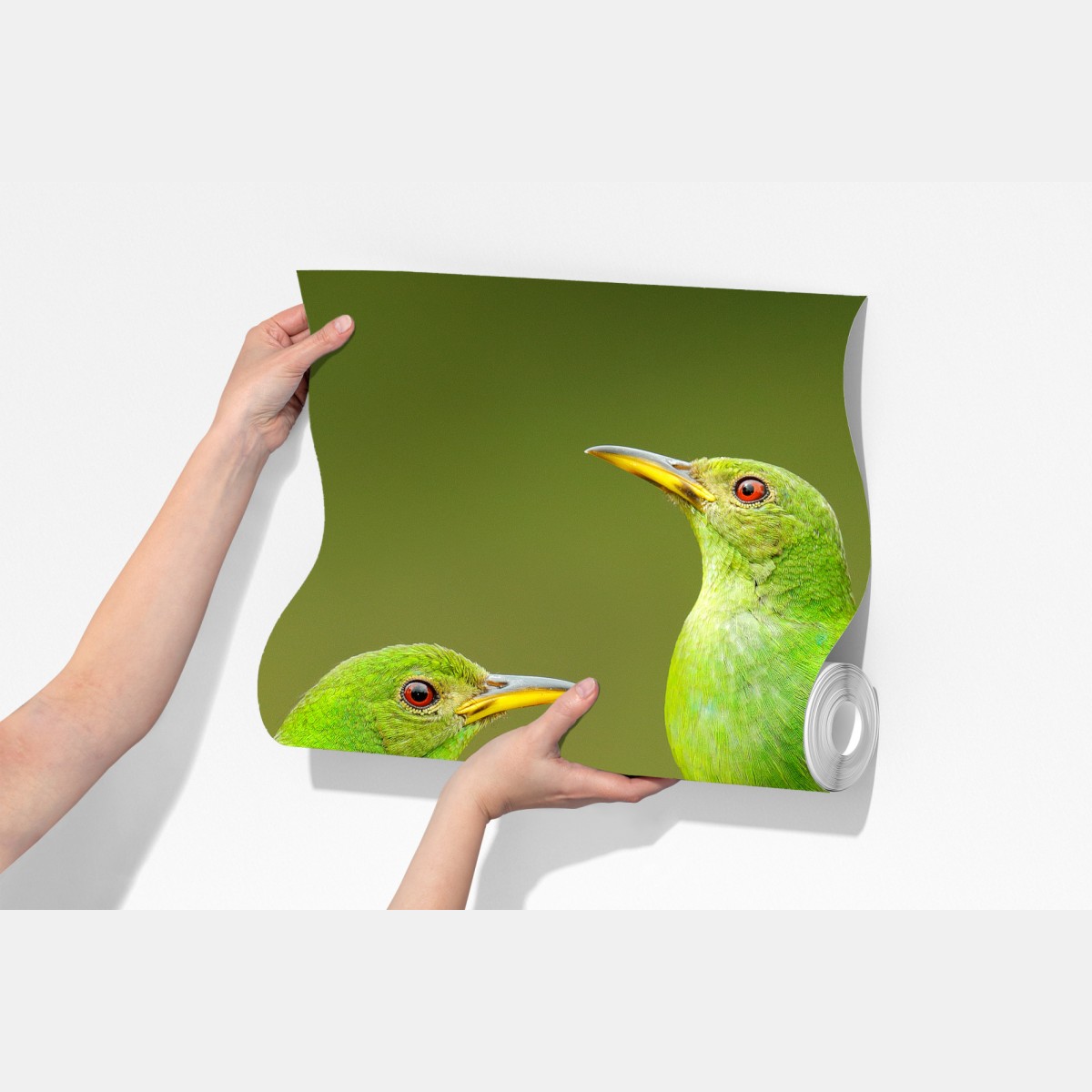 Fototapeta intensywne zielone miodojady na mchu – Wallissimo® Fototapeta intensywne zielone miodojady na mchu – Wallissimo®