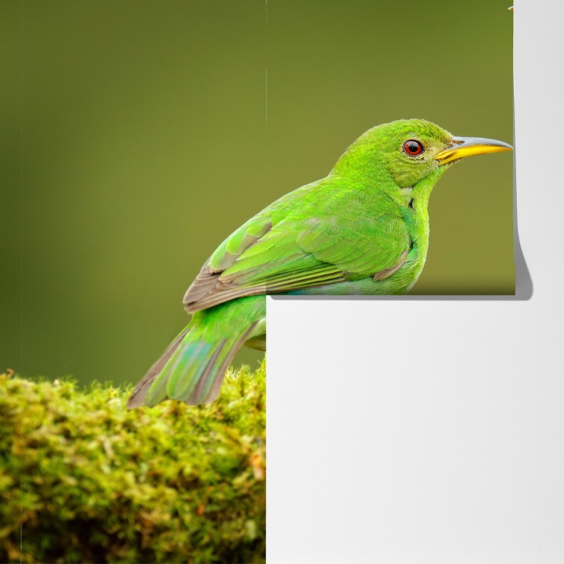 Fototapeta intensywne zielone miodojady na mchu – Wallissimo® Fototapeta intensywne zielone miodojady na mchu – Wallissimo®