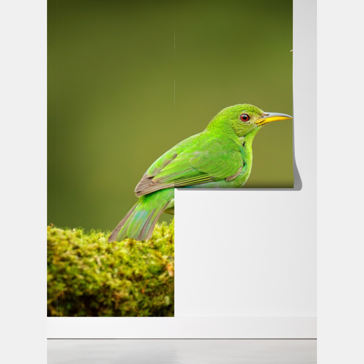 Fototapeta intensywne zielone miodojady na mchu – Wallissimo® Fototapeta intensywne zielone miodojady na mchu – Wallissimo®