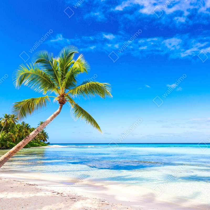 Fototapeta tropikalna plaża z palmą – Wallissimo® Fototapeta tropikalna plaża z palmą – Wallissimo®