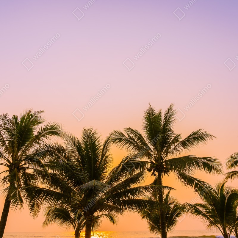 Fototapeta tropikalny zachód słońca z palmami na plaży – Wallissimo® Fototapeta tropikalny zachód słońca z palmami na plaży – Wallissimo®