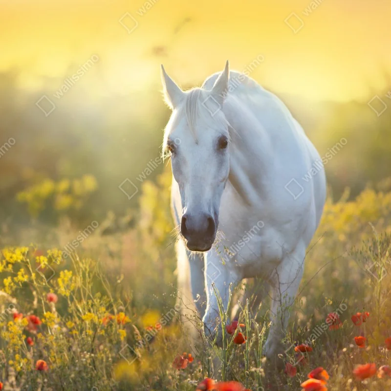 Fototapeta biały koń na łące maków o wschodzie słońca – Wallissimo® Fototapeta biały koń na łące maków o wschodzie słońca – Wallissimo®