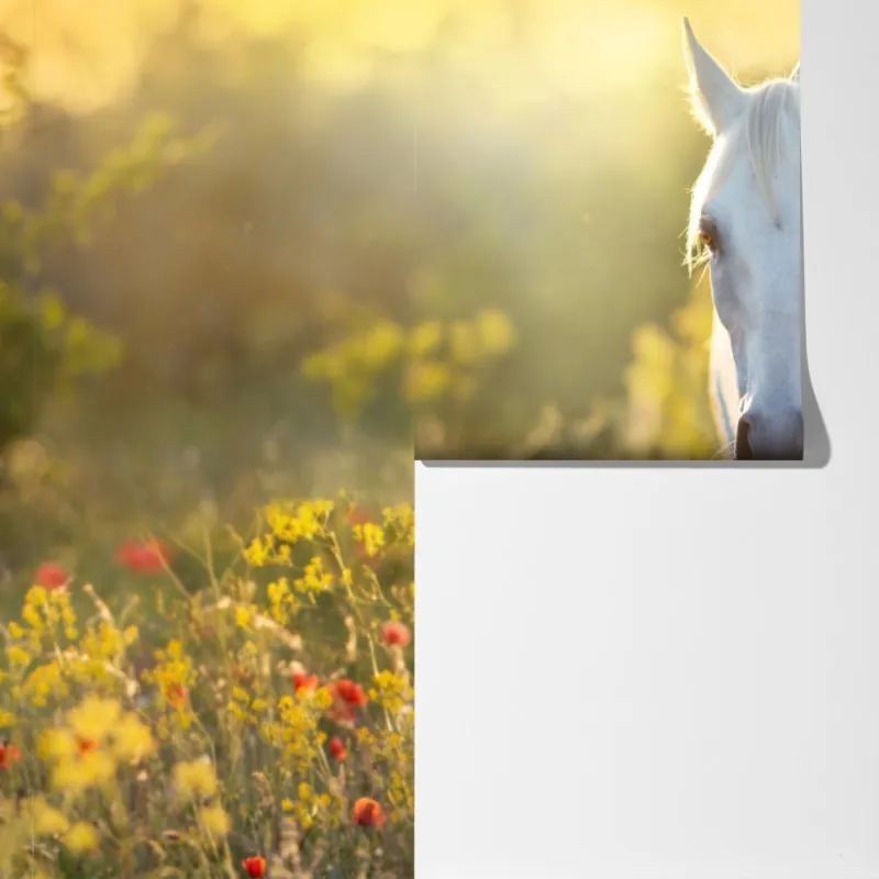 Fototapeta biały koń na łące maków o wschodzie słońca – Wallissimo® Fototapeta biały koń na łące maków o wschodzie słońca – Wallissimo®