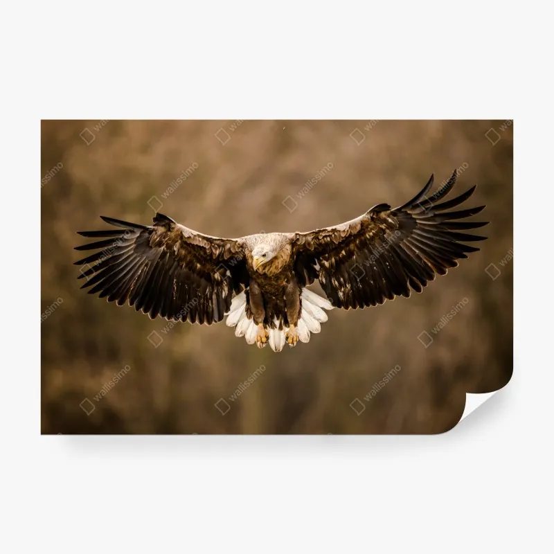 Fototapeta spokojna leśna kładka – Wallissimo®